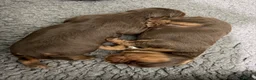Sprocker dogs for sale: Beautiful Sprocker puppies  - Advert 13