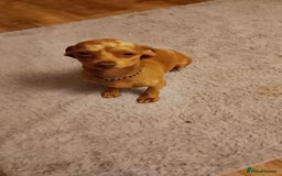 Mixed Breed dogs for sale: Female puppy - Image 6