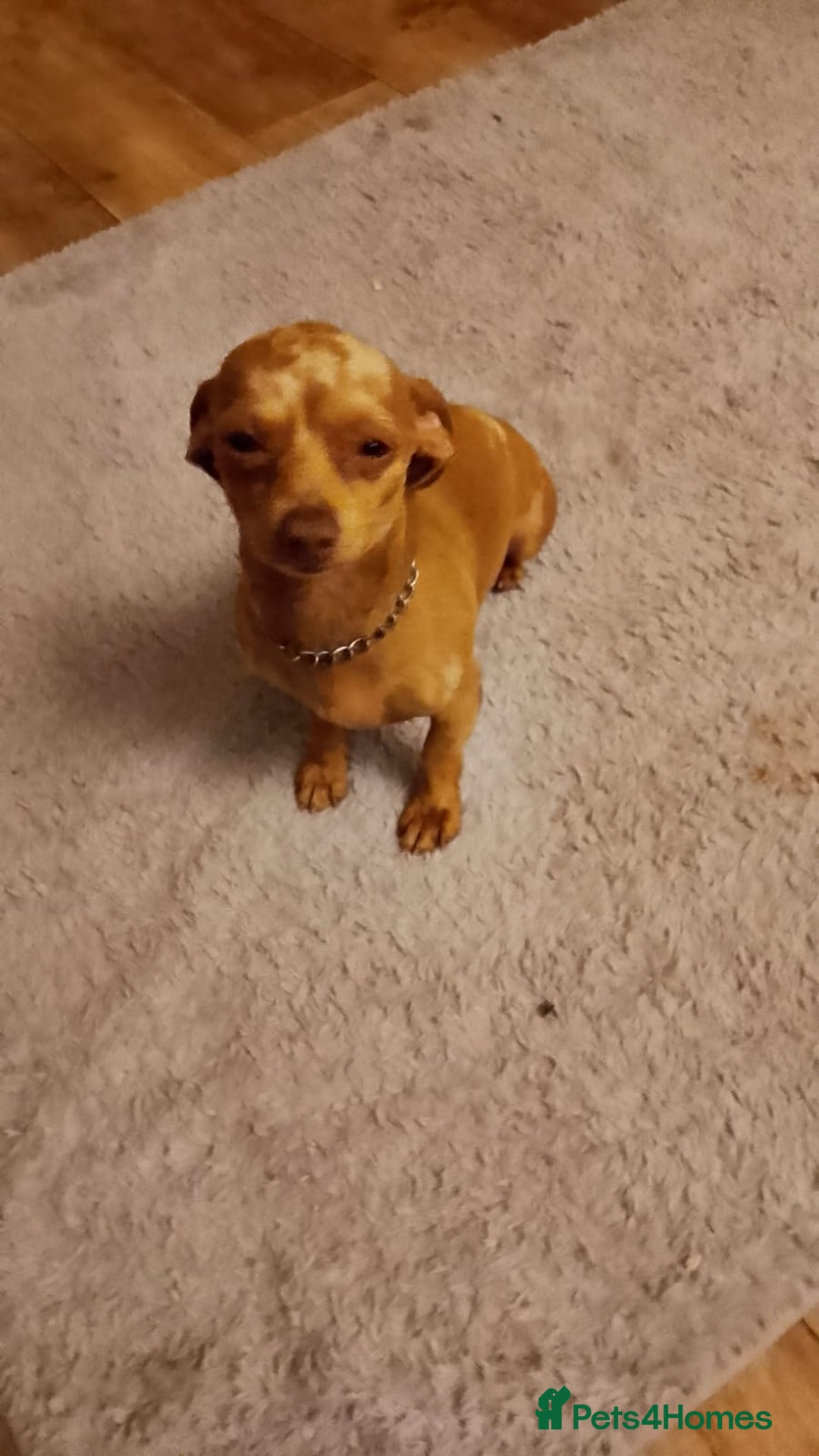 Mixed Breed dogs for sale: Female puppy - Image 6