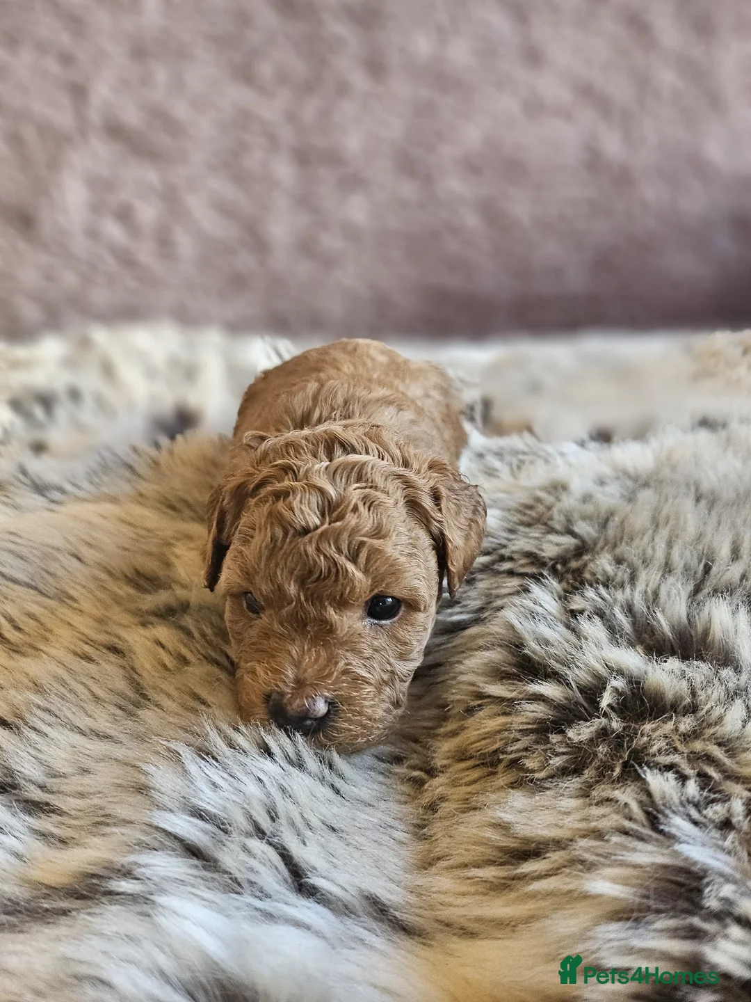 Mixed Breed dogs for sale: F1B Cockapoo Puppies – KC Toy Poodle Sired in Halifax - Advert 23