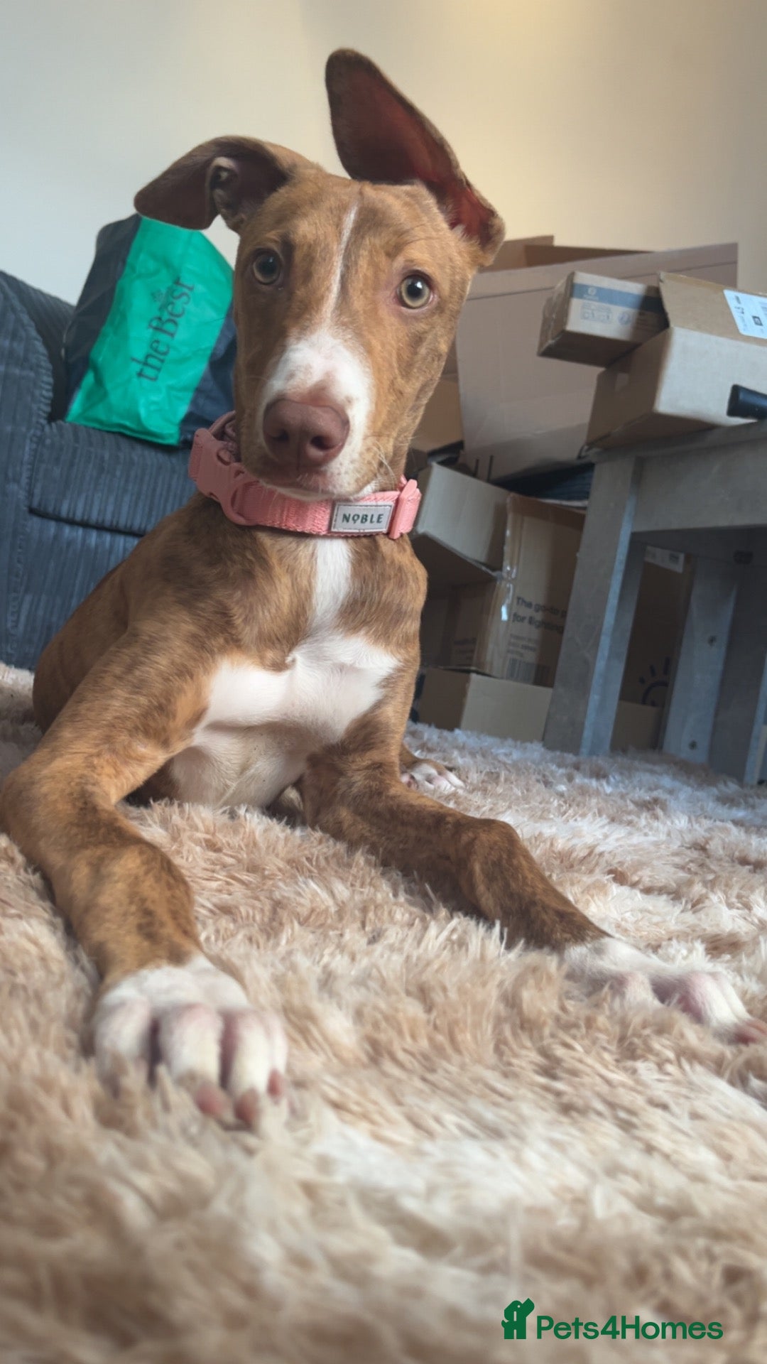 Mixed Breed dogs 7 month old puppy for rehoming  - Advert 1