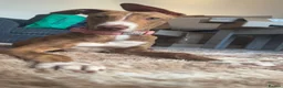 Mixed Breed dogs for sale: 7 month old puppy for rehoming  - Advert 1