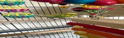 Budgerigars birds for sale: Budgies in Tipton - Advert 12