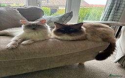 Ragdoll cats for sale: Pure Ragdoll Kittens *Ready for their new home* - Image 25