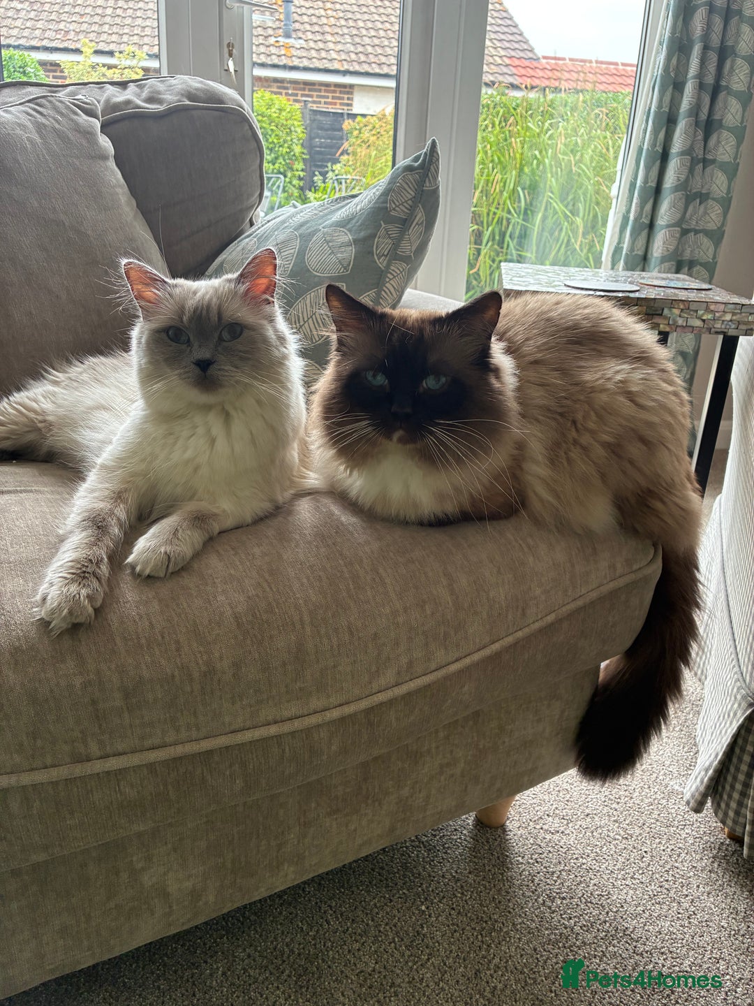 Ragdoll cats for sale: Pure Ragdoll Kittens *Ready for their new home* - Image 25