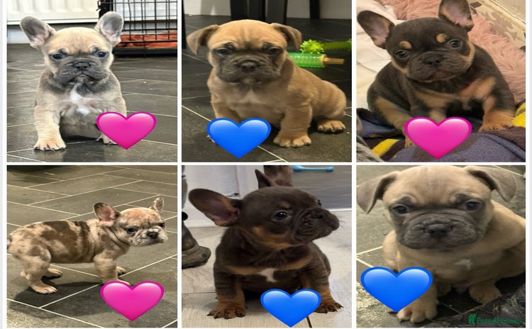French Bulldog dogs - Advert 17
