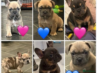 French Bulldog dogs - Advert 8