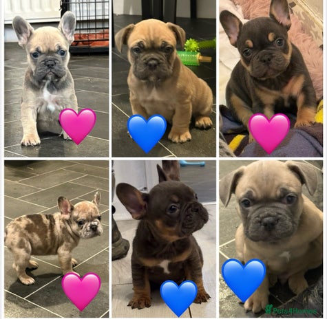French Bulldog dogs - Advert 10