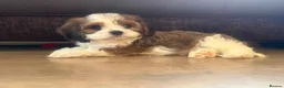Cavapoochon dogs for sale: Ready to leave now extensively health tested 💙 - Advert 9