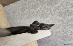Scottish Fold cats for sale: TICA registered females 😸😽🐱 - Image 2