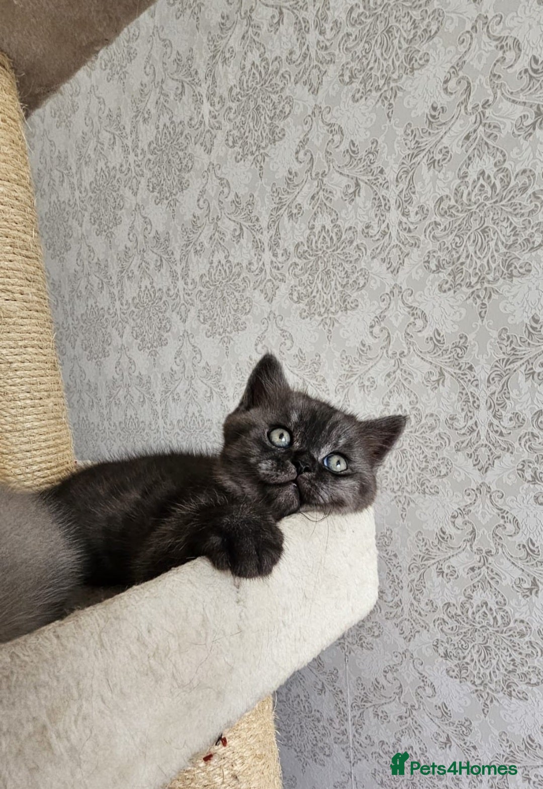 Scottish Fold cats for sale: TICA registered females 😸😽🐱 - Image 2