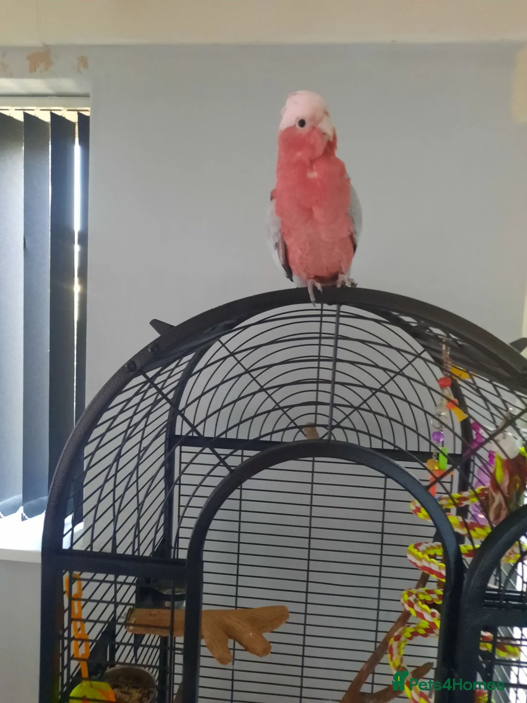 Cockatoo birds for sale: Galaha cockatoo  in Scunthorpe - Advert 1