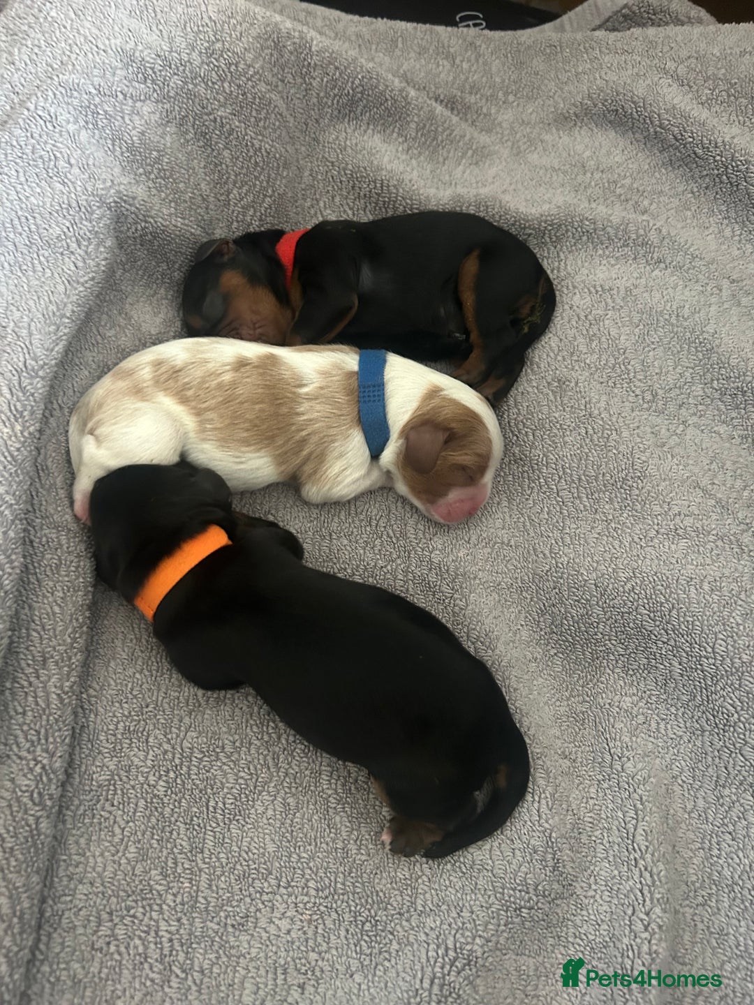 Cavalier King Charles Spaniel dogs for sale: Adorable Cavalier King Charles Spaniel - Image 12