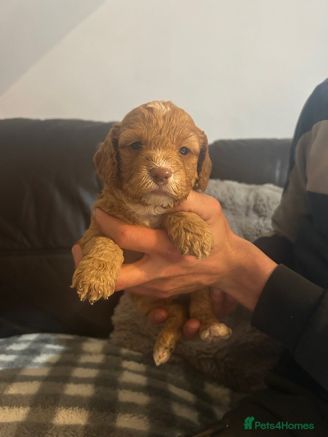 Cockapoo dogs for sale: ⭐️Stunning F1 cockapoo puppies⭐️ - Advert 2
