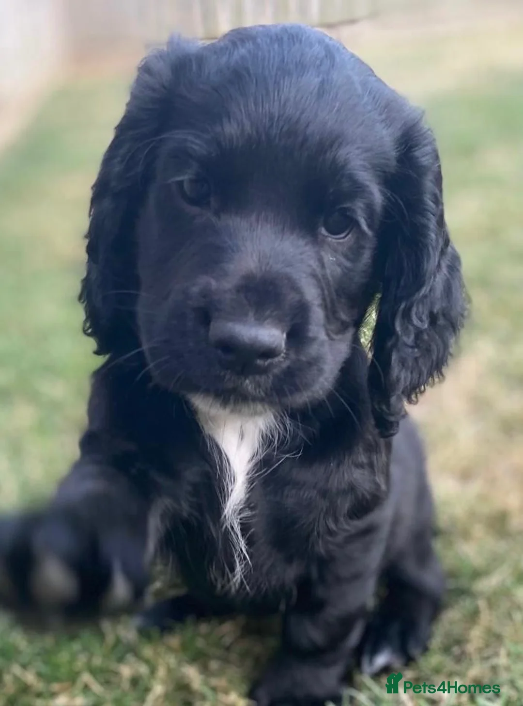 Cocker Spaniel dogs for sale: 1 boy remaining - Advert 2