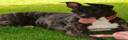 Mixed Breed dogs for adoption: Affectionate young Nala wants a new loving home - Advert 2