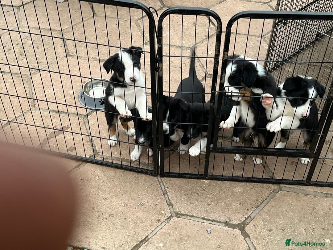 Smooth Collie dogs for sale: Collie x kelpie pups - Image 1