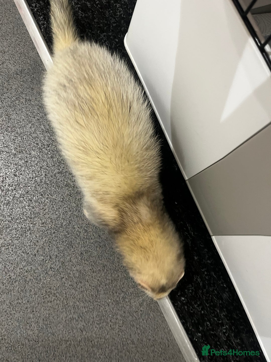 English rabbits for sale: Ferret  - Advert 4