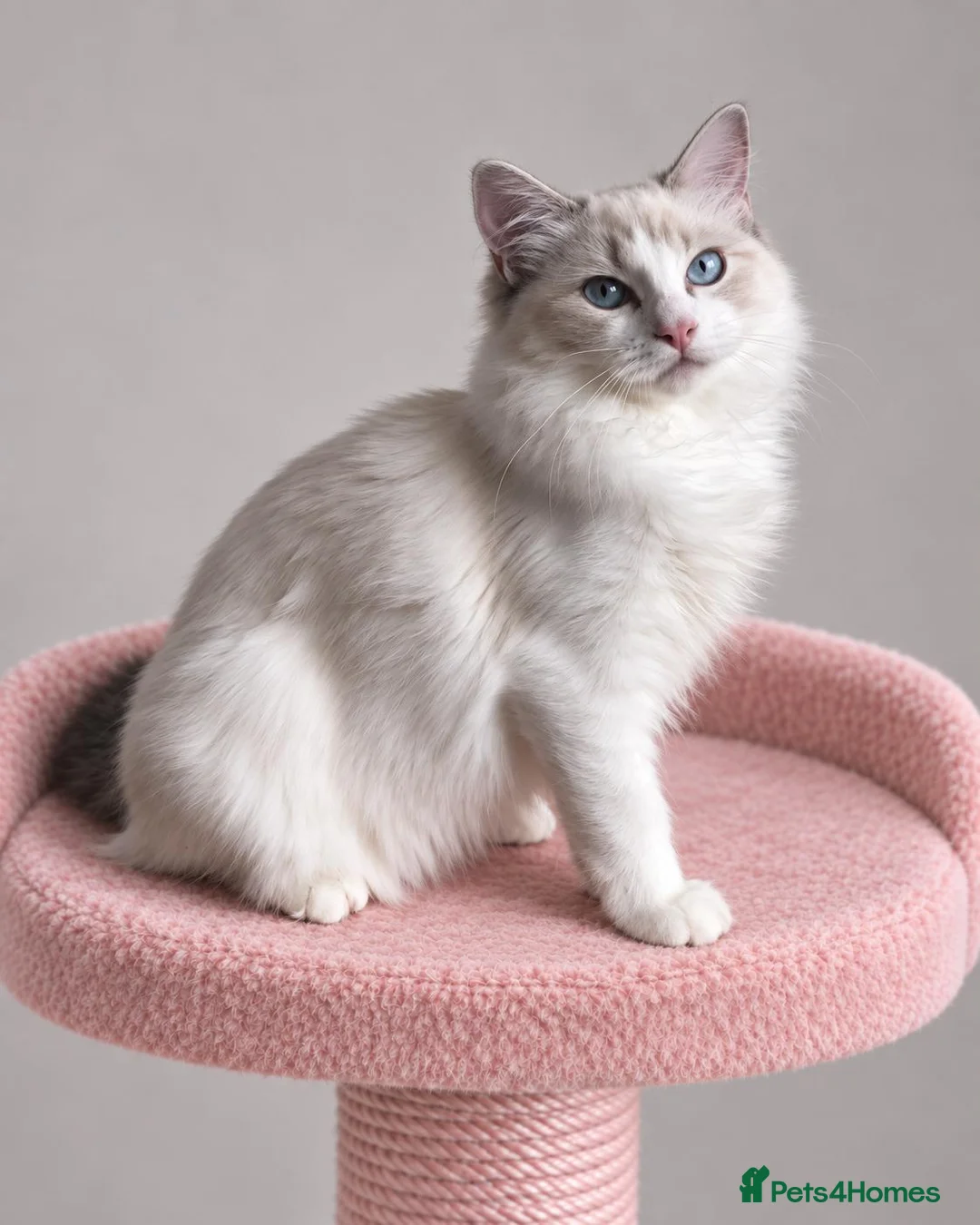 Ragdoll cats for sale: Beautiful TICA Registered Ragdoll Kittens - Advert 2
