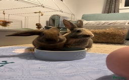 English Lop rabbits for sale: Two bonded neutered male rabbits  - Image 4