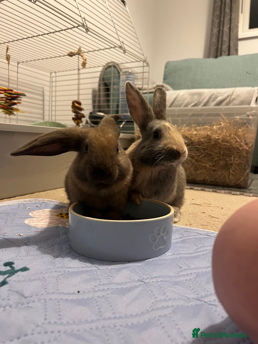 English Lop rabbits for sale: Two bonded neutered male rabbits  - Image 4