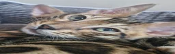 Bengal cats for sale: TICA Genetic Health Tested Kittens - Advert 10