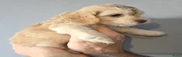 Cockapoo dogs for sale: F1 Cockapoos. DNA Health tested.  - Advert 10