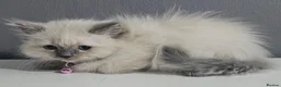 Ragdoll cats for sale: 6 Stunning Ragdoll Kittens Champion Bloodline - Advert 7