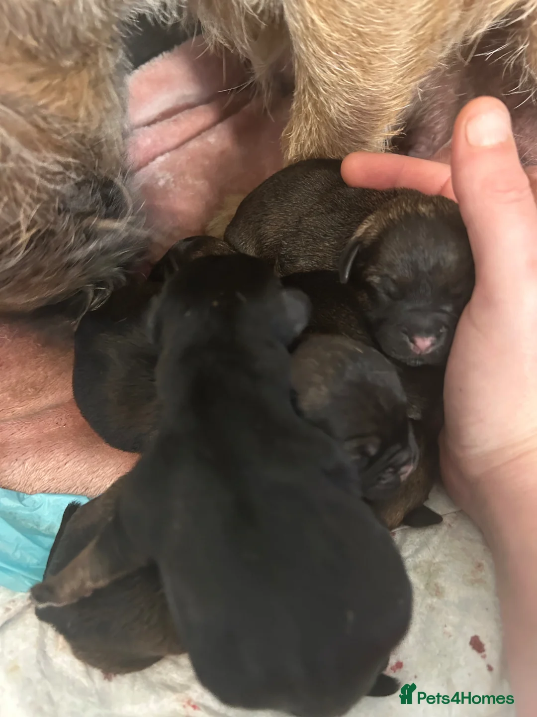Border Terrier dogs for sale: Kc border terrier Puppys  - Advert 7