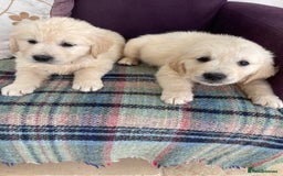 Golden Retriever dogs for sale: K. C stunning Puppies  - Image 12