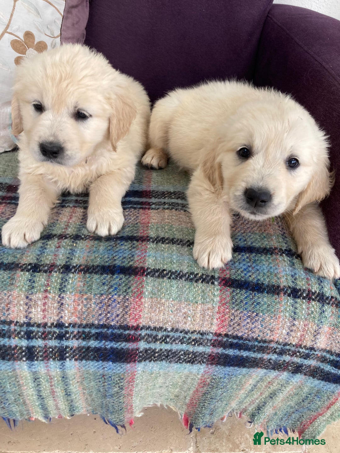 Golden Retriever dogs for sale: K. C stunning Puppies  - Image 12