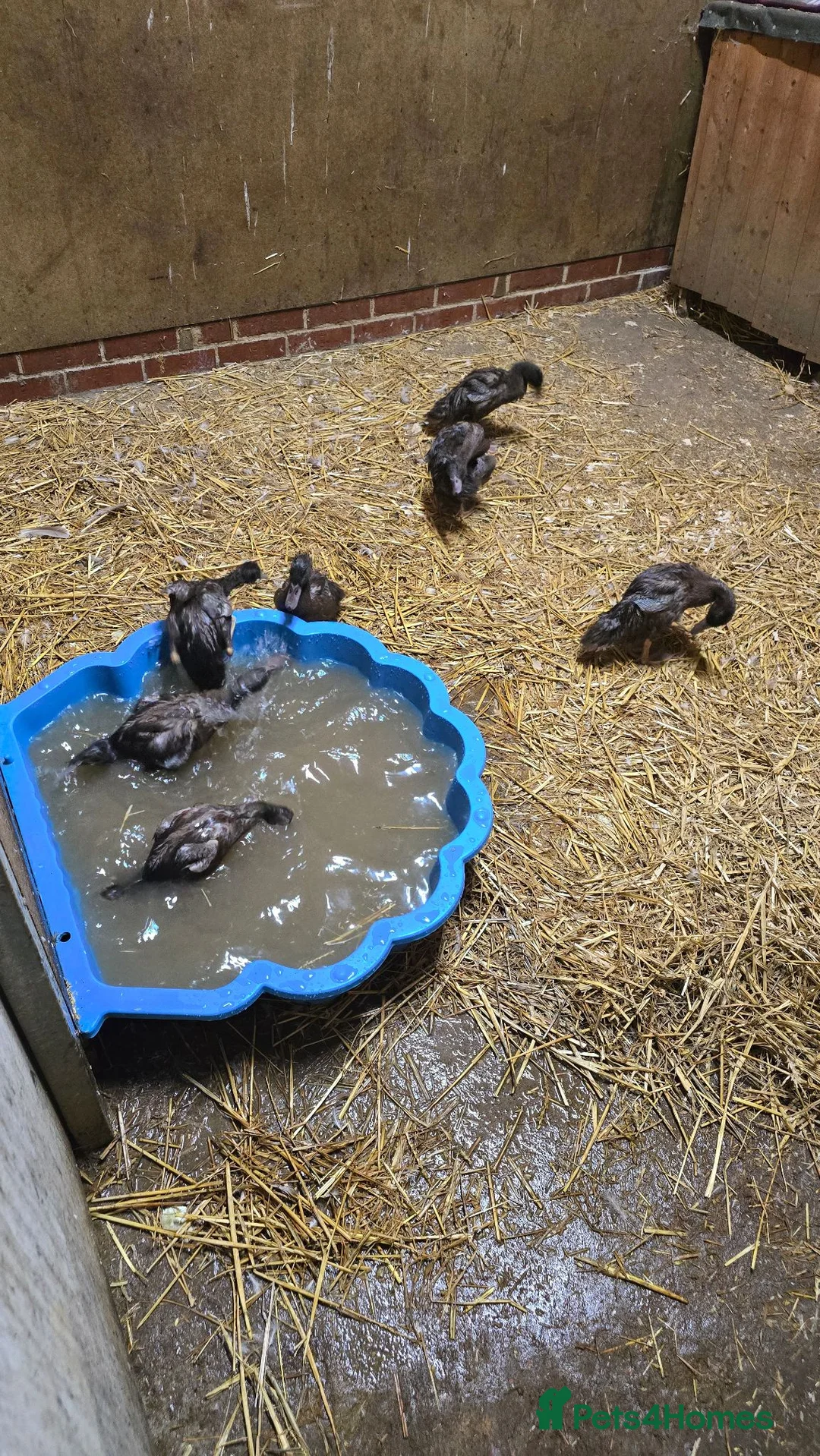Ducks poultry for sale: Khaki campbell  - Advert 2