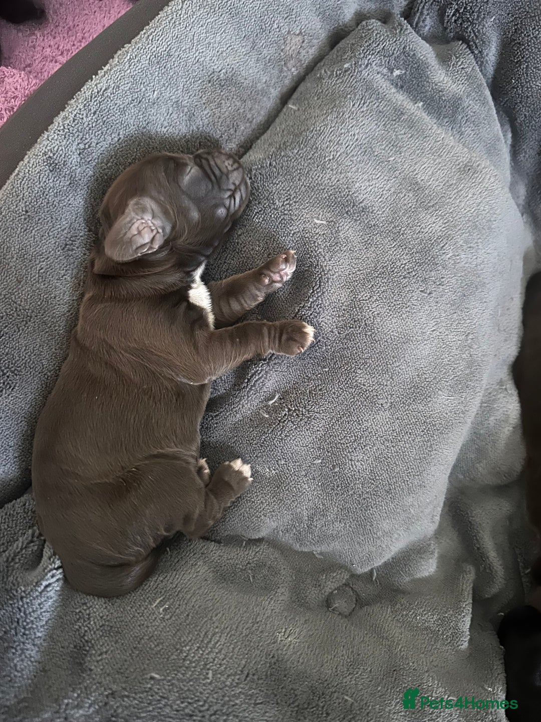 Cockapoo dogs for sale: Beautiful Cockerpoo puppies - Image 7