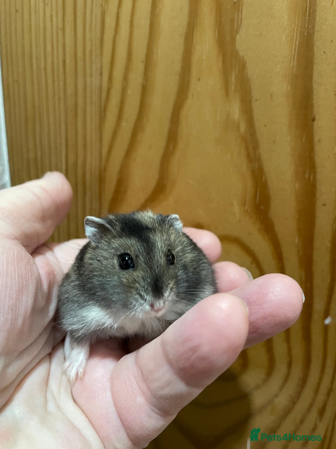 Hamster rodents for sale: Young female Winter White Russian hamster. - Advert 11