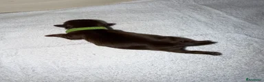 Cola (green)