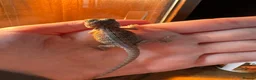 Bearded Dragon reptiles for sale: Translucent red monster babies in Croydon - Advert 3
