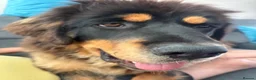 Tibetan Mastiff dogs for sale: Brenda needs a home  in Ashford - Advert 8