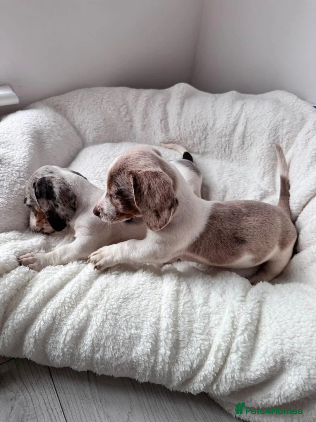 Miniature Dachshund dogs for sale:  Miniature Smooth Dachshund for sale in Falkirk - Advert 5