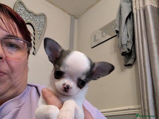 Chihuahua dogs - Advert 10