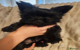 Yorkshire Terrier dogs for sale: SmaltypeYorkshire terrier Chocolate/black IHR.e.V  - Image 39