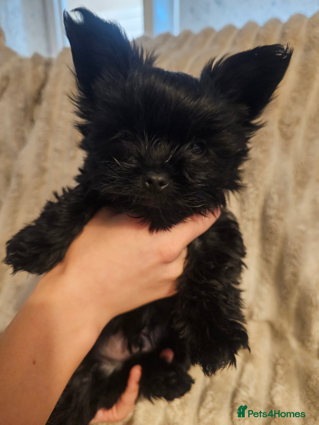 Yorkshire Terrier dogs for sale: SmaltypeYorkshire terrier Chocolate/black IHR.e.V  - Image 39