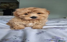 Mixed Breed dogs for sale: Westipoo - Image 5