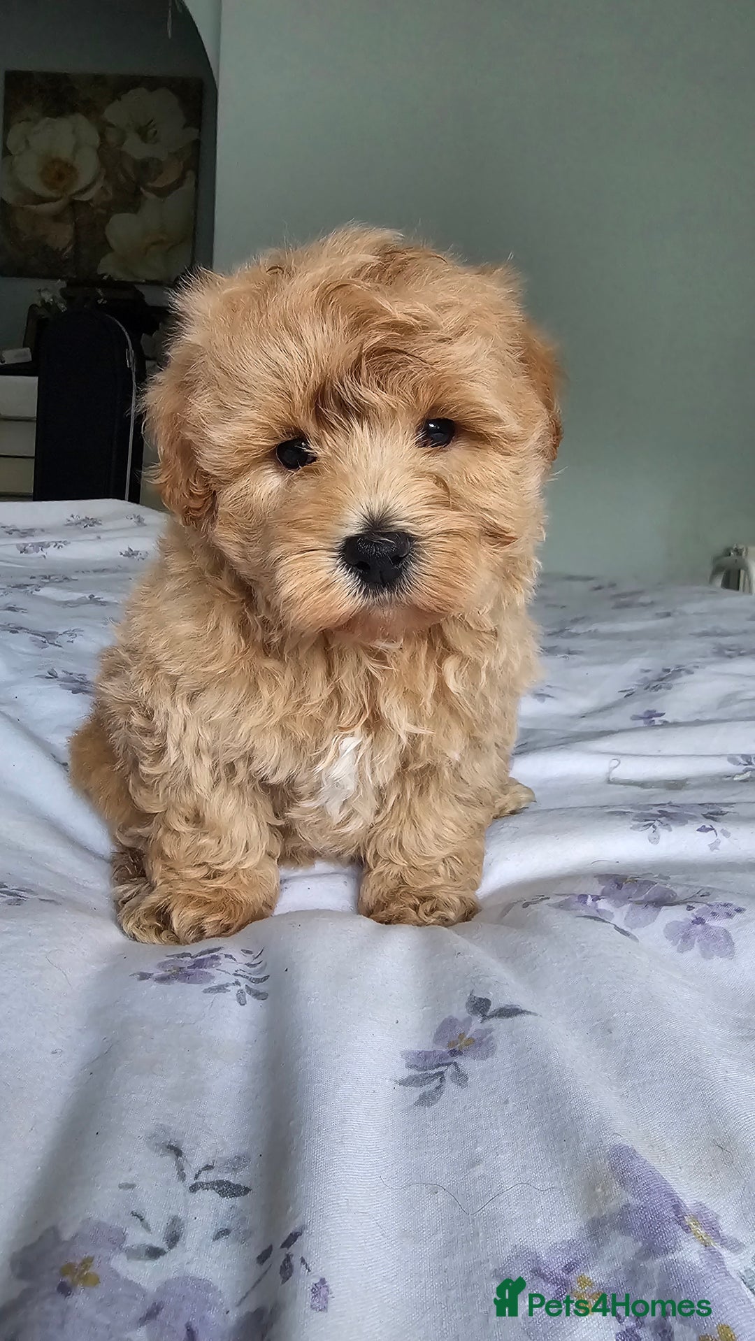 Mixed Breed dogs for sale: Westipoo - Image 5