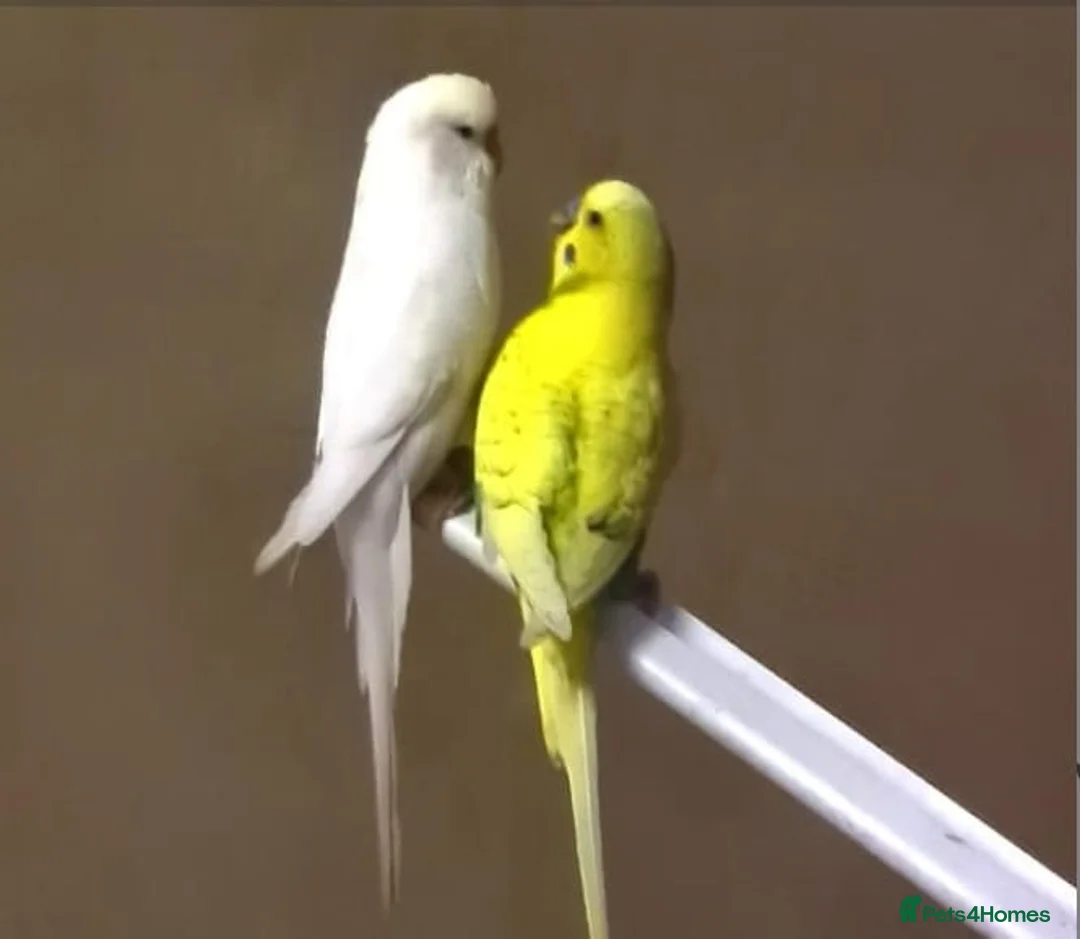 Budgerigars birds for sale: 2 Buggies  male and female with the cage  in Nuneaton - Advert 2