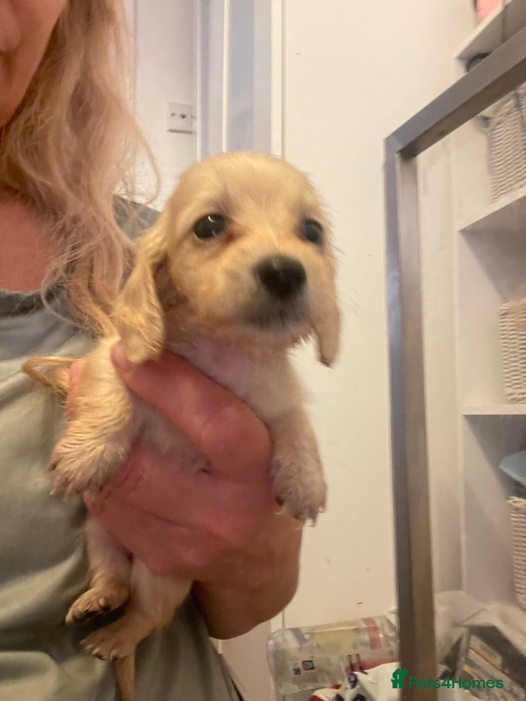 Miniature Dachshund dogs for sale: Quality KC Minature Longhaired Dachshund for sale  - Image 12