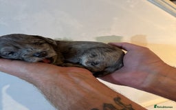 Cockapoo dogs for sale: Beautiful litter of f2 Cockapoo puppies  - Image 16
