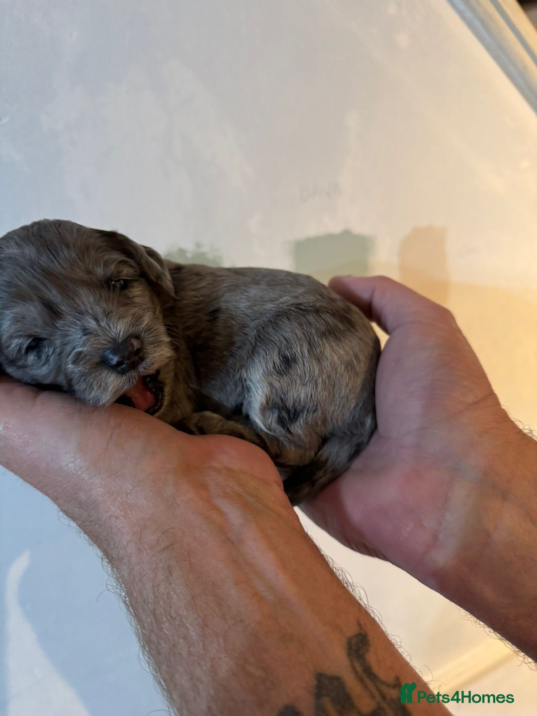 Cockapoo dogs for sale: Beautiful litter of f2 Cockapoo puppies  - Image 16