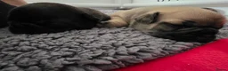 French Bulldog dogs for sale: Beautiful, Chunky, Frenchie Puppies - Advert 4