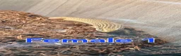 Skink reptiles for sale: Group of Three Oscellated Skinks - Advert 4