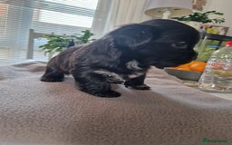 Malshi dogs for sale: Beautiful malshi puppies  - Image 15